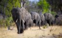 de Afrikaanse olifant – onstuimige reuzen