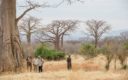 De Afrikaanse baobab – symbool van de savanne